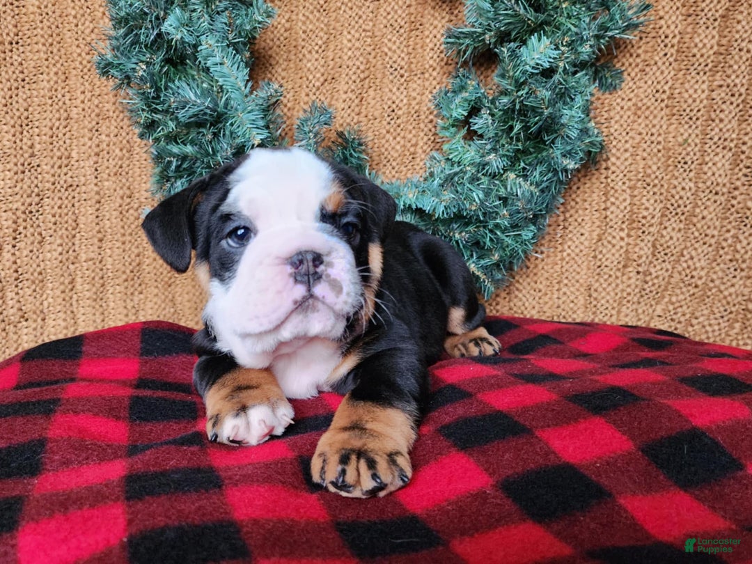 English Bulldog dogs for sale: Easton - Ad 14