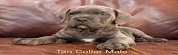 Cane Corso dogs for sale: Cane Corso Puppy Male Tan Collar - Ad 6