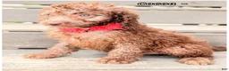 Mini Sheepadoodle dogs for sale: Cocoa- Girl - Ad 5
