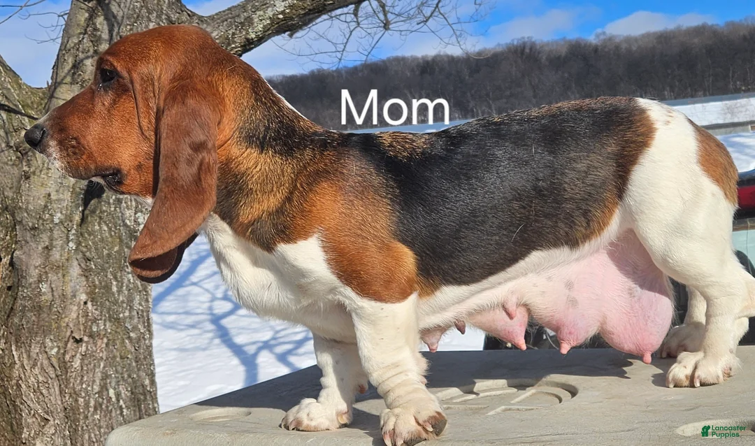 Basset Hound dogs for sale: Blossom - Ad 4