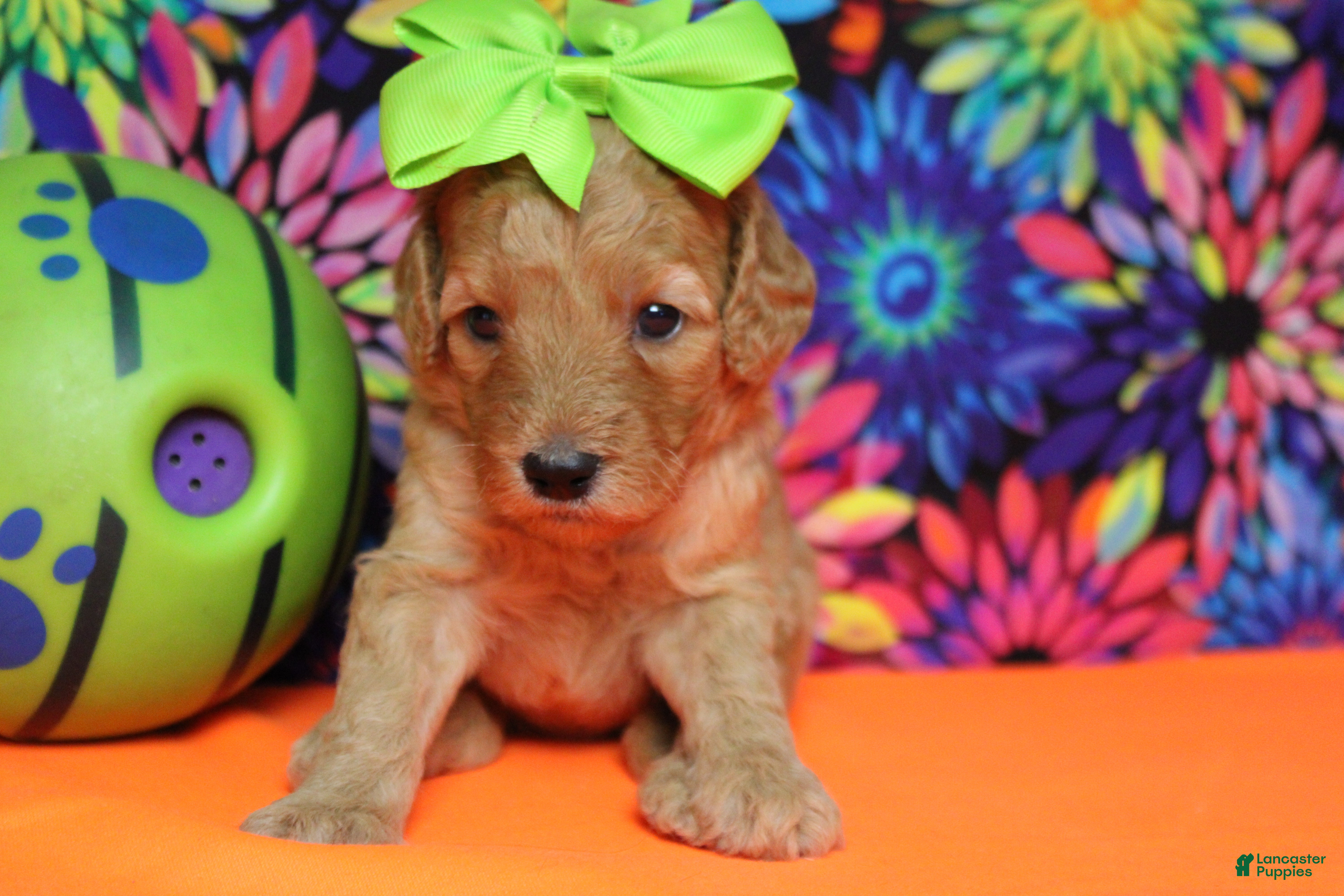 Goldendoodle dogs Ravioli - Ad 17