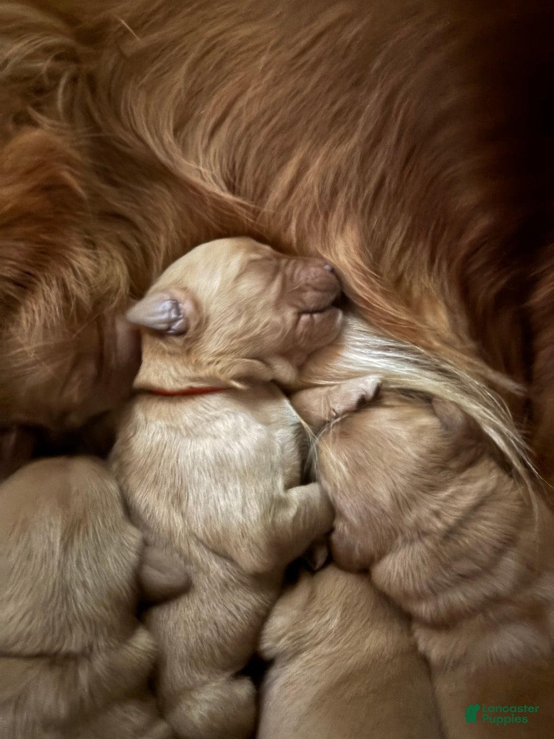 Golden Retriever dogs for sale: Autumn - Ad 5