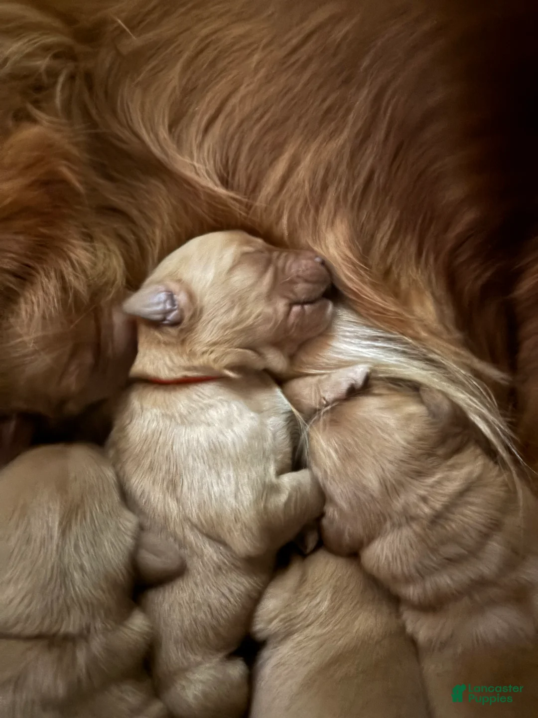 Golden Retriever dogs for sale: Pumpkin - Ad 1