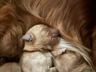 Golden Retriever dogs Pumpkin - Ad 32