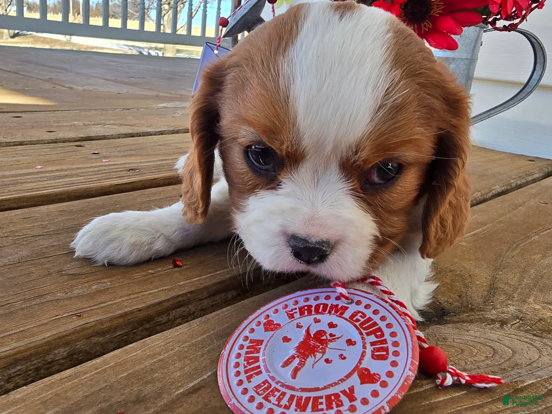 Cavalier King Charles Spaniel dogs for sale: Dakota - Ad 21