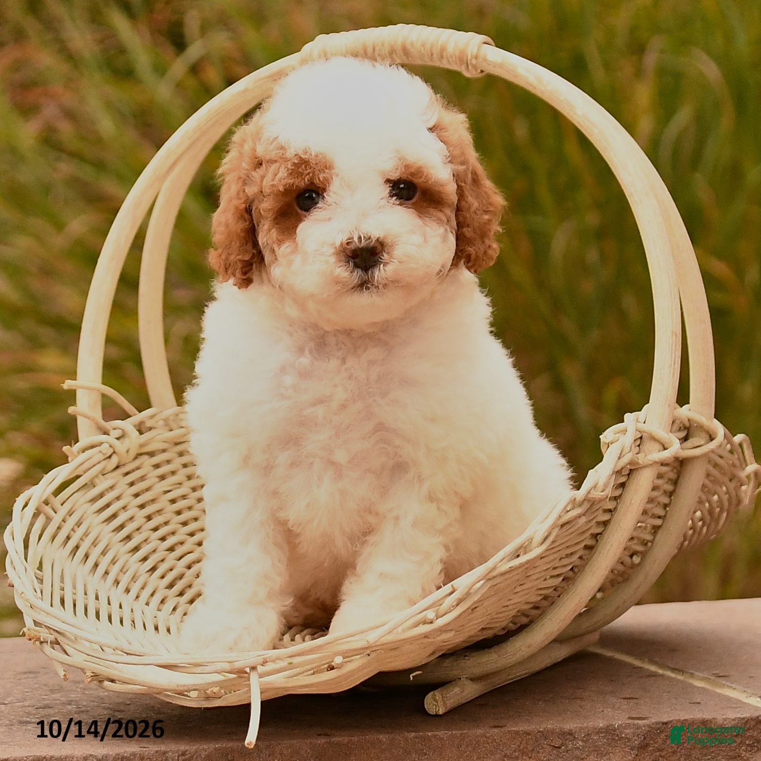 Toy Poodle dogs Sunshine - Ad 2