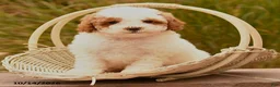 Toy Poodle dogs for sale: Sunshine - Ad 2