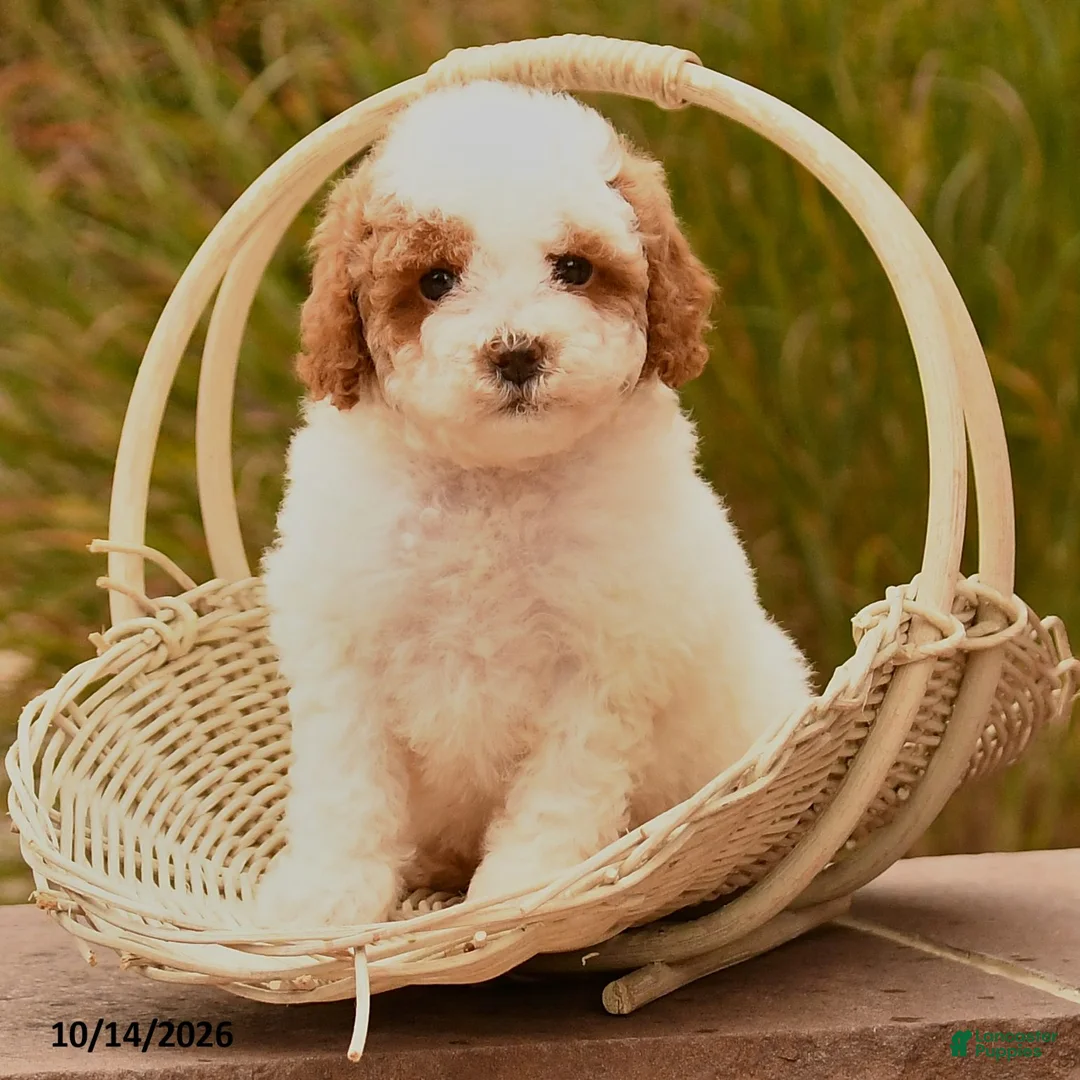 Toy Poodle dogs for sale: Sunshine - Ad 2