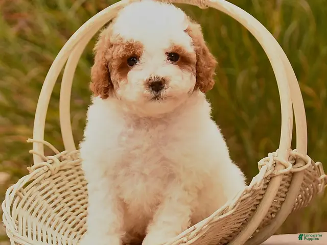 Toy Poodle dogs for sale: Sunshine - Ad 2
