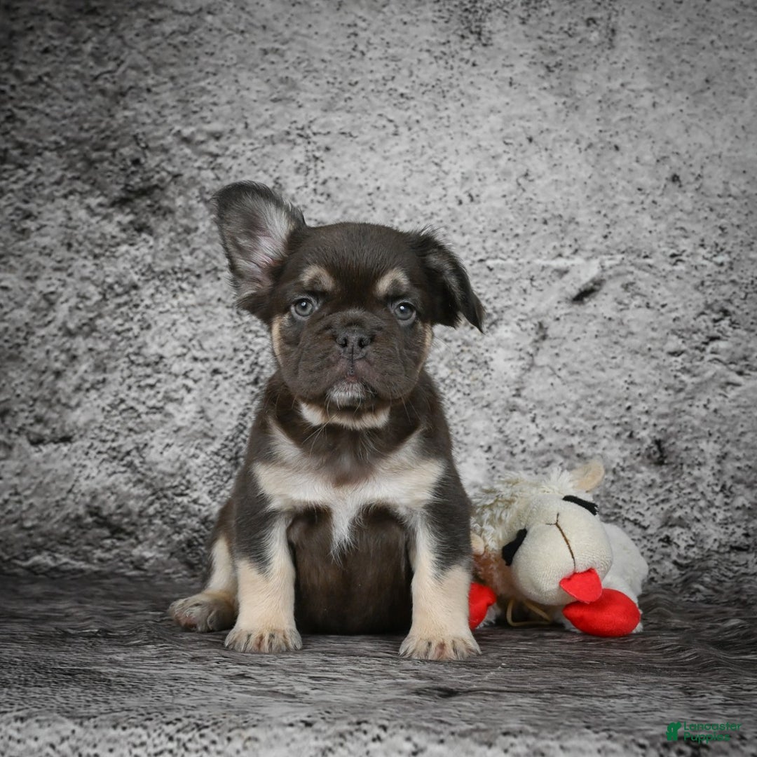 French Bulldog dogs for sale: Bridgitte - Ad 2