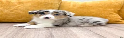 Welsh Corgi Pembroke dogs for sale: Henry - Ad 6