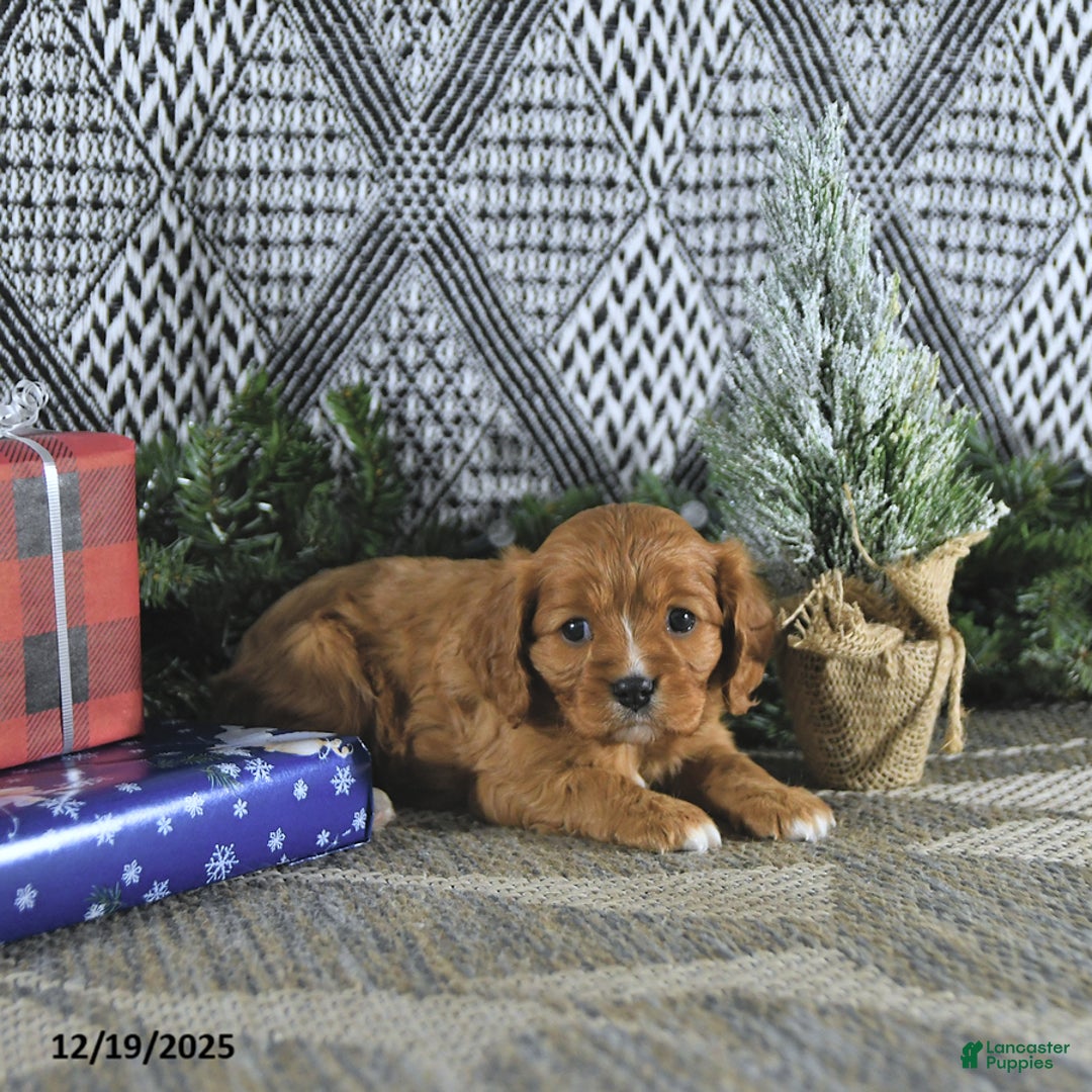 Cavalier King Charles Spaniel dogs for sale: Arya - Ad 3