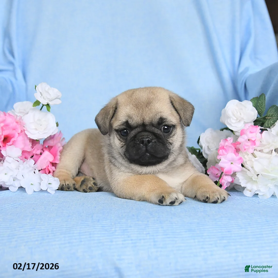 Pug dogs for sale: Buddy - Ad 3