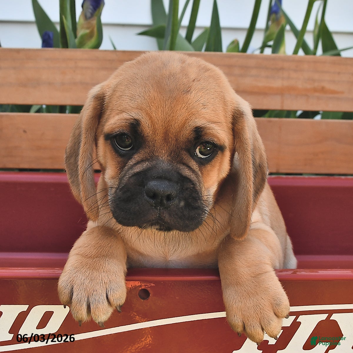 Puggle dogs Sparkey    - Ad 1