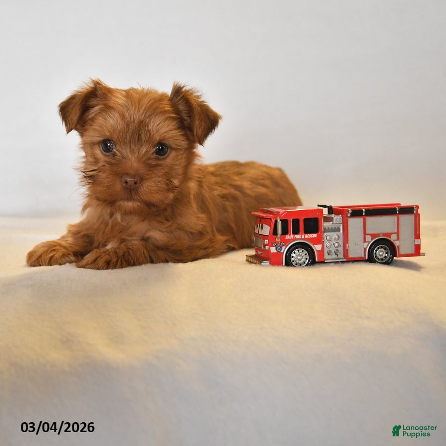 Yorkshire Terrier dogs Rusty - Ad 1