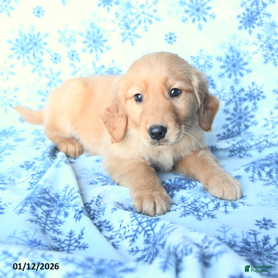 Golden Retriever dogs for sale: Lily - Ad 3