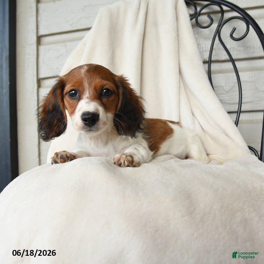 Dachshund dogs Shiloh - Ad 1