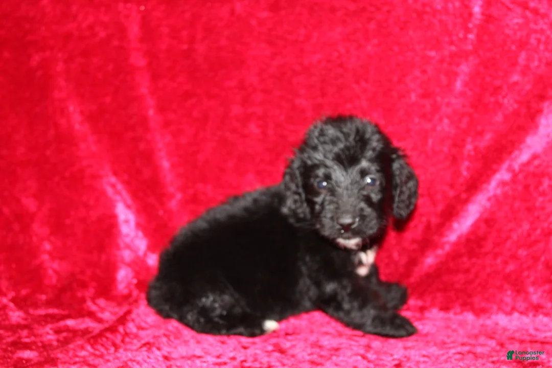 Doxiepoo dogs for sale: Doxiepoo Chase - Ad 11