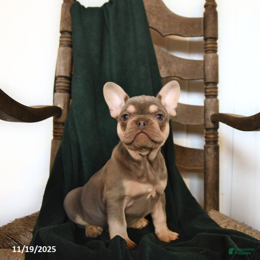 French Bulldog dogs Isaac - Ad 41