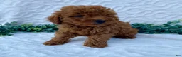 Miniature Poodle dogs for sale: Max - Ad 3