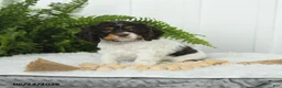 English Cocker Spaniel dogs for sale: Sonny - Ad 2
