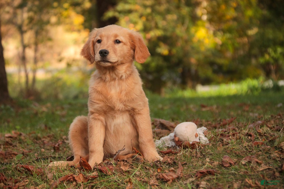 Golden Retriever dogs for sale: Meg Golden Retriever  - Ad 2