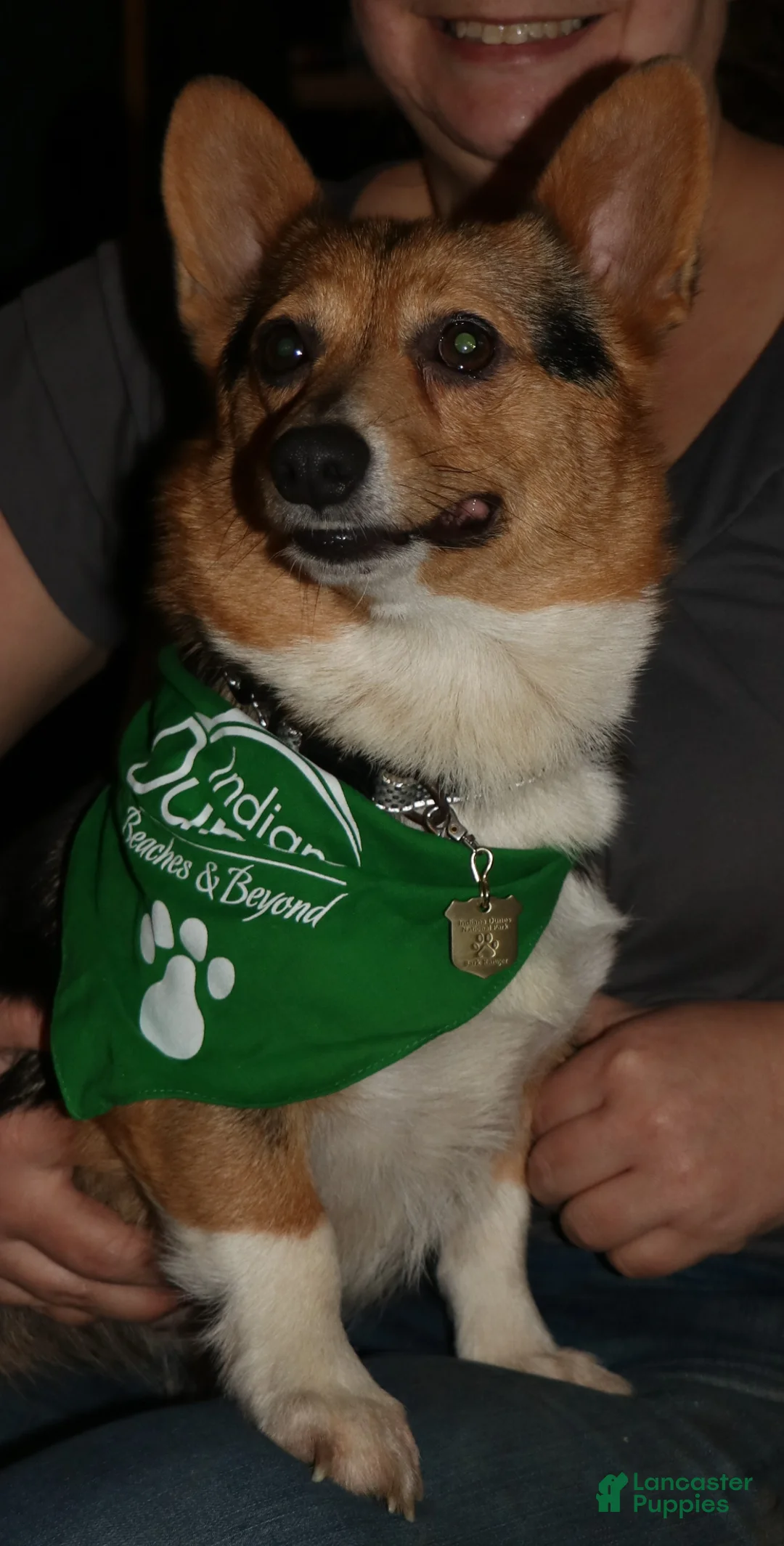 Welsh Corgi Pembroke dogs for sale: Chucky - Ad 2