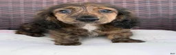 Dachshund dogs for sale: Pogo - Ad 2