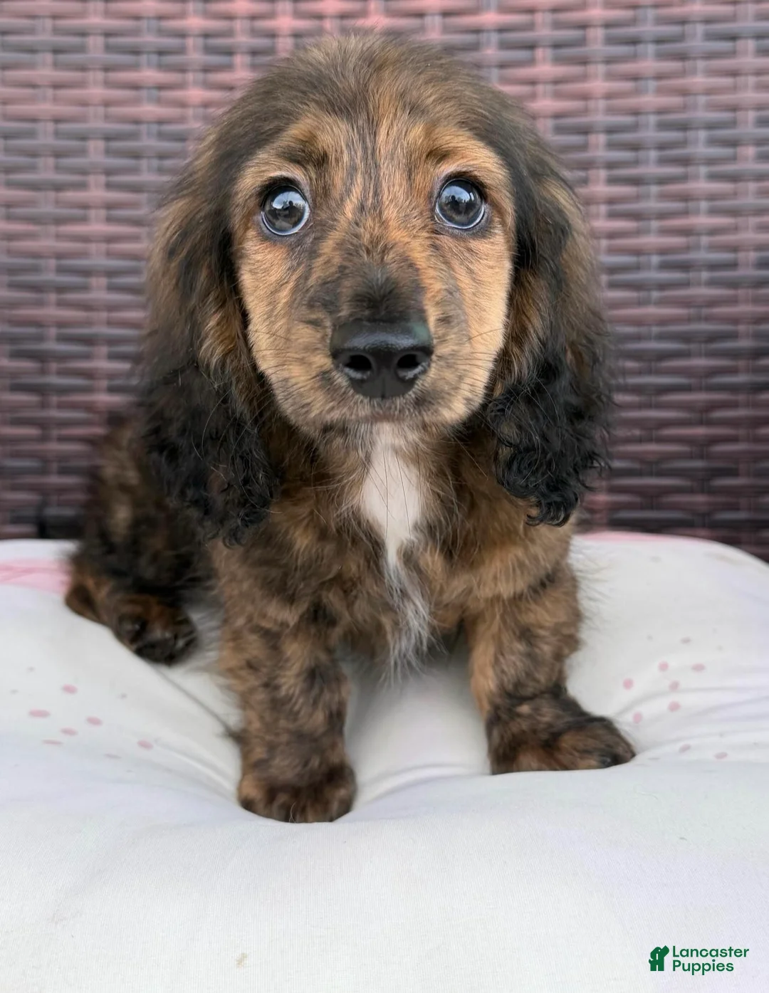 Dachshund dogs for sale: Pogo - Ad 2