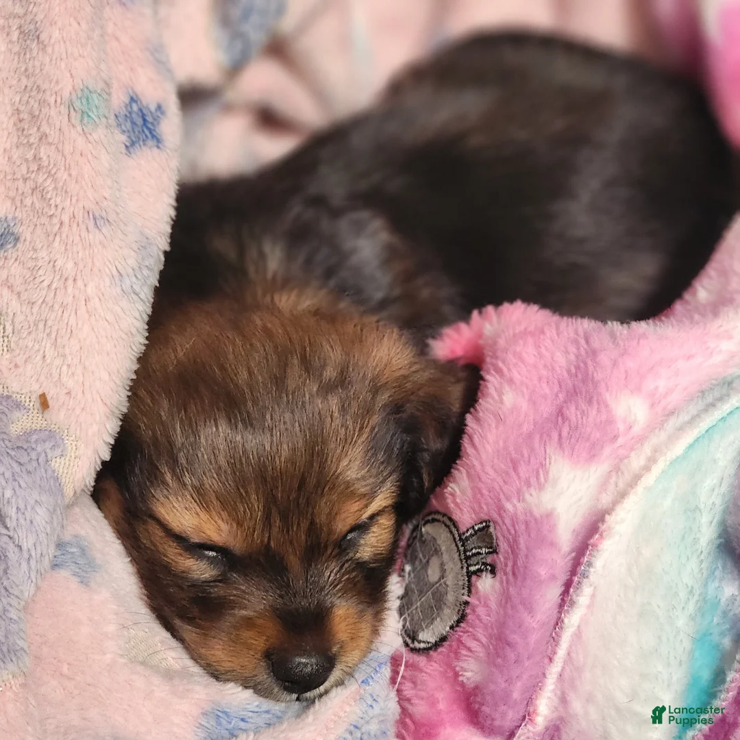 Dachshund dogs for sale: Rio - Ad 4