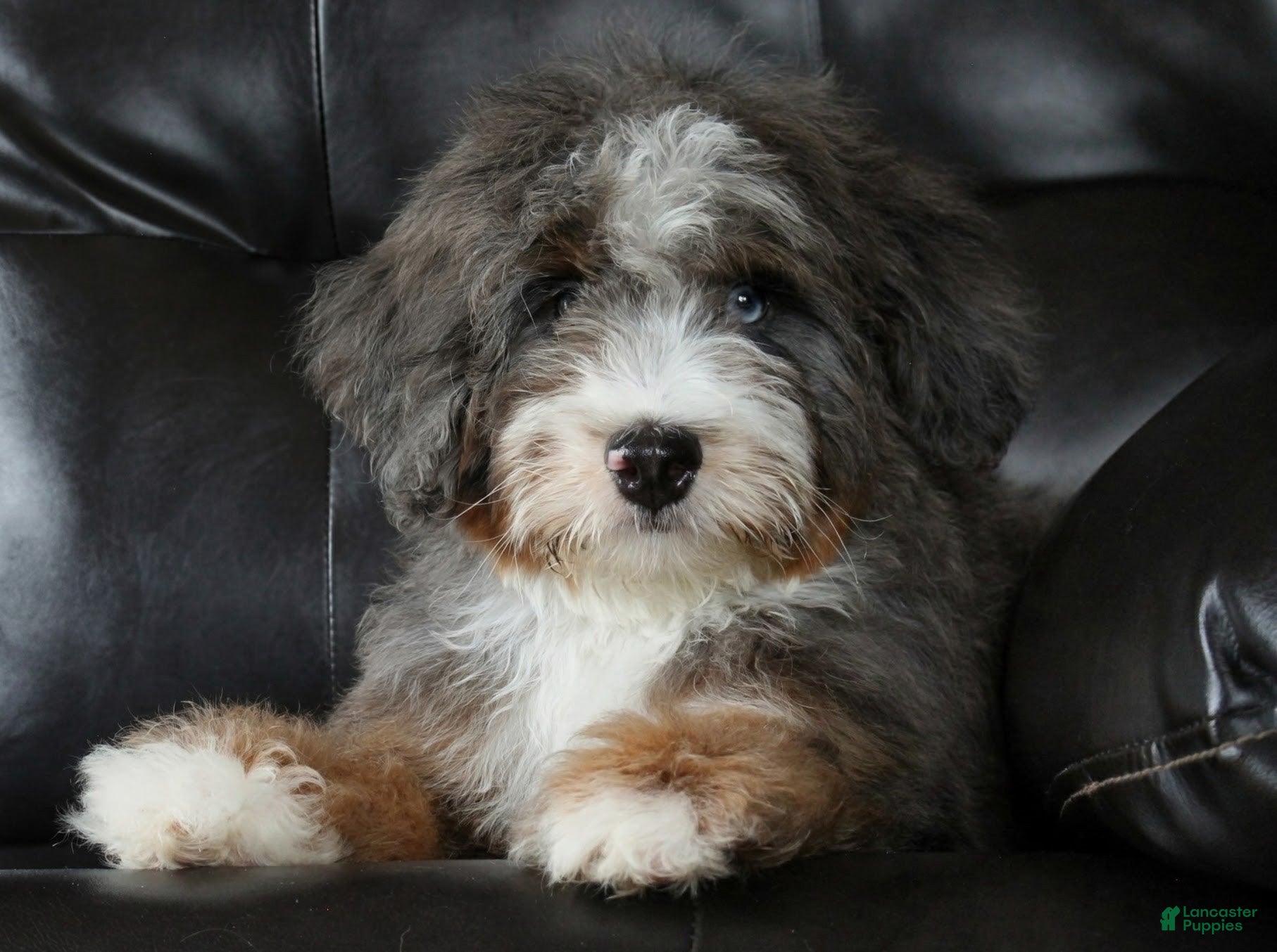 Mixed Breed dogs 🌟 PREMIUM HEALTH-TESTED F1B MINI BERNEDOODLE MALE AVAILABLE 🌟 - Ad 2