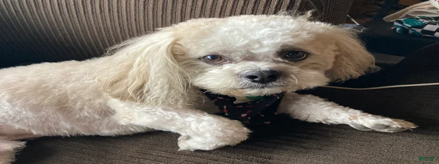 Teddy