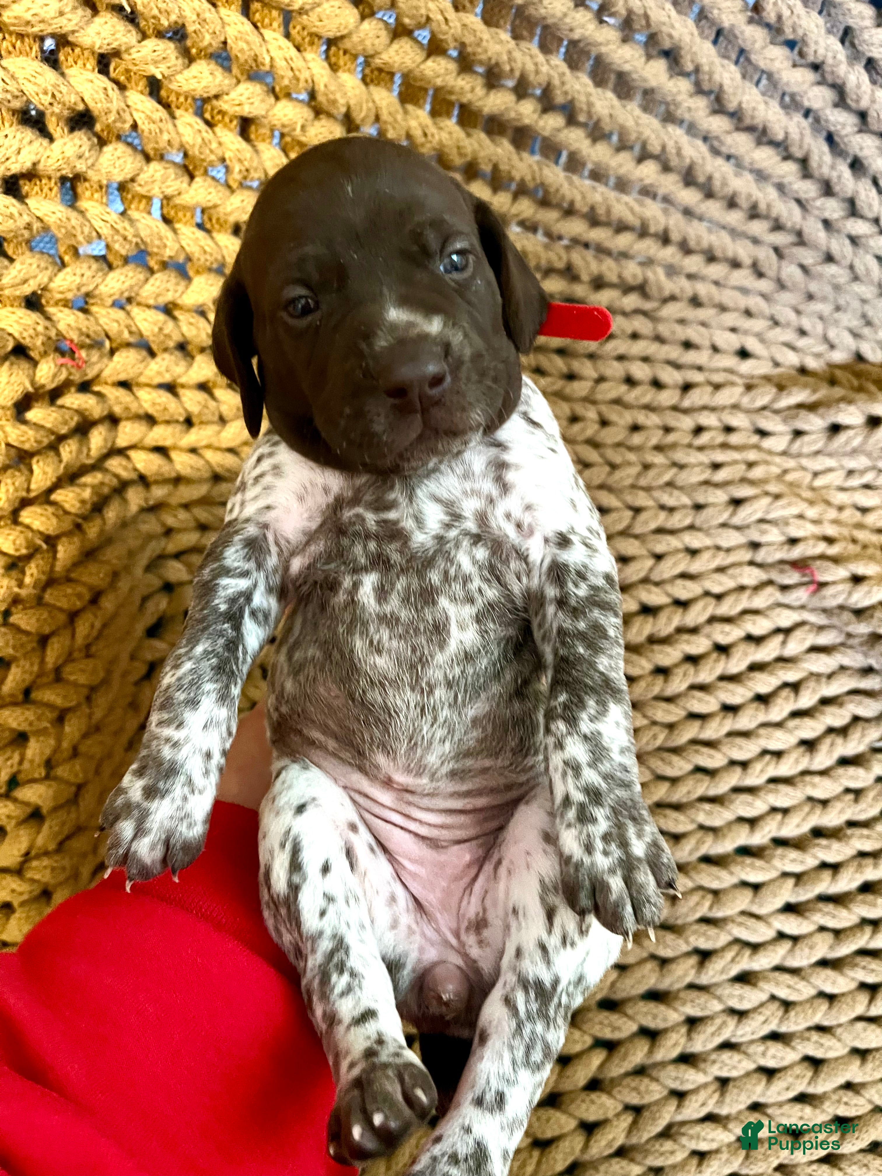 German Shorthaired Pointer dogs German Shorthaired Pointer Puppy 2 - Ad 31