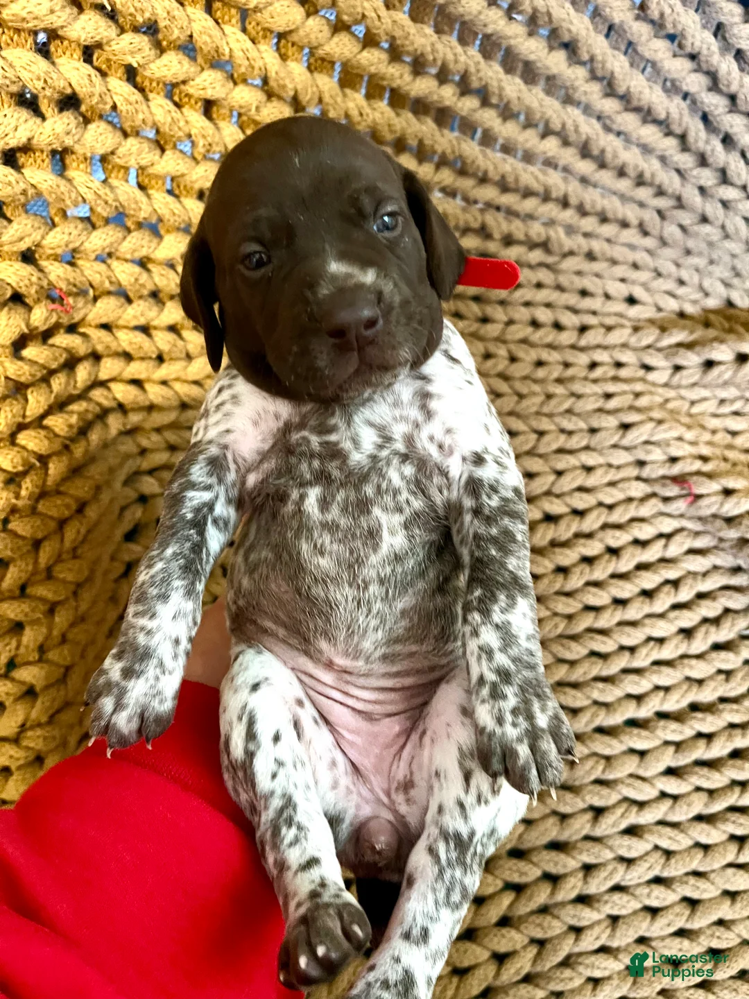 German Shorthaired Pointer dogs for sale: German Shorthaired Pointer Puppy 2 - Ad 1