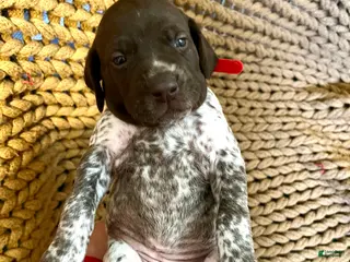 German Shorthaired Pointer dogs German Shorthaired Pointer Puppy 2 - Ad 31