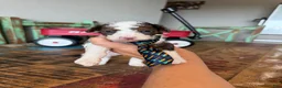 Miniature Poodle dogs for sale: Akc Clear 🧬 tested Blue Merle Phantom Parti boy - Ad 5