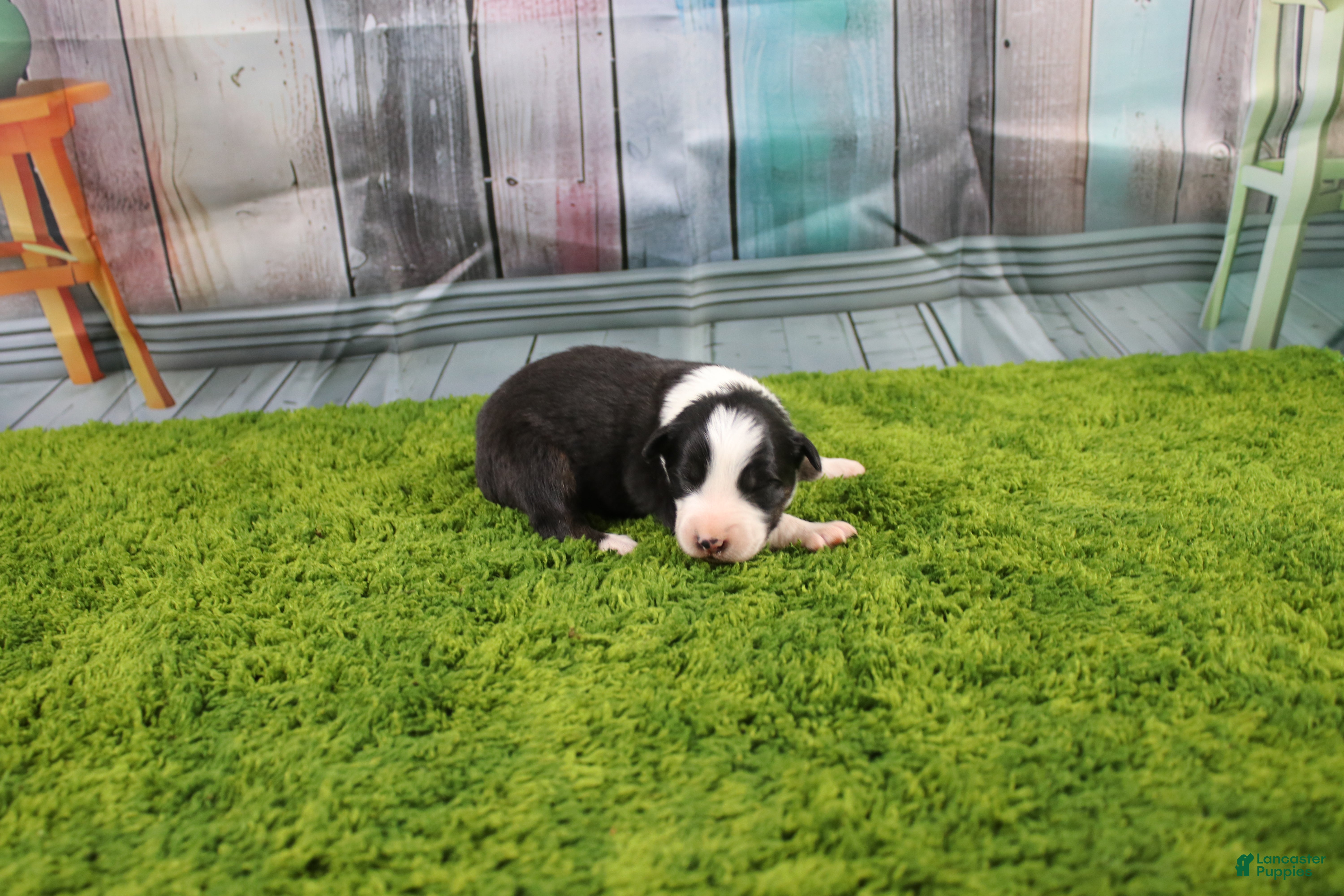 Australian Shepherd dogs Australian Shepherd Puppy 3 - Ad 2