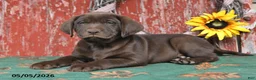 Labrador Retriever dogs for sale: Mason - Ad 5