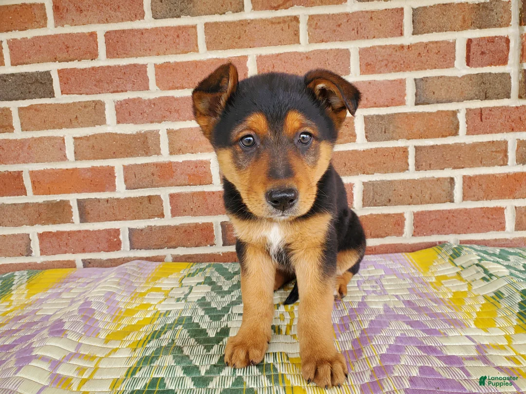 Mixed Breed dogs for sale: Bear - Ad 4
