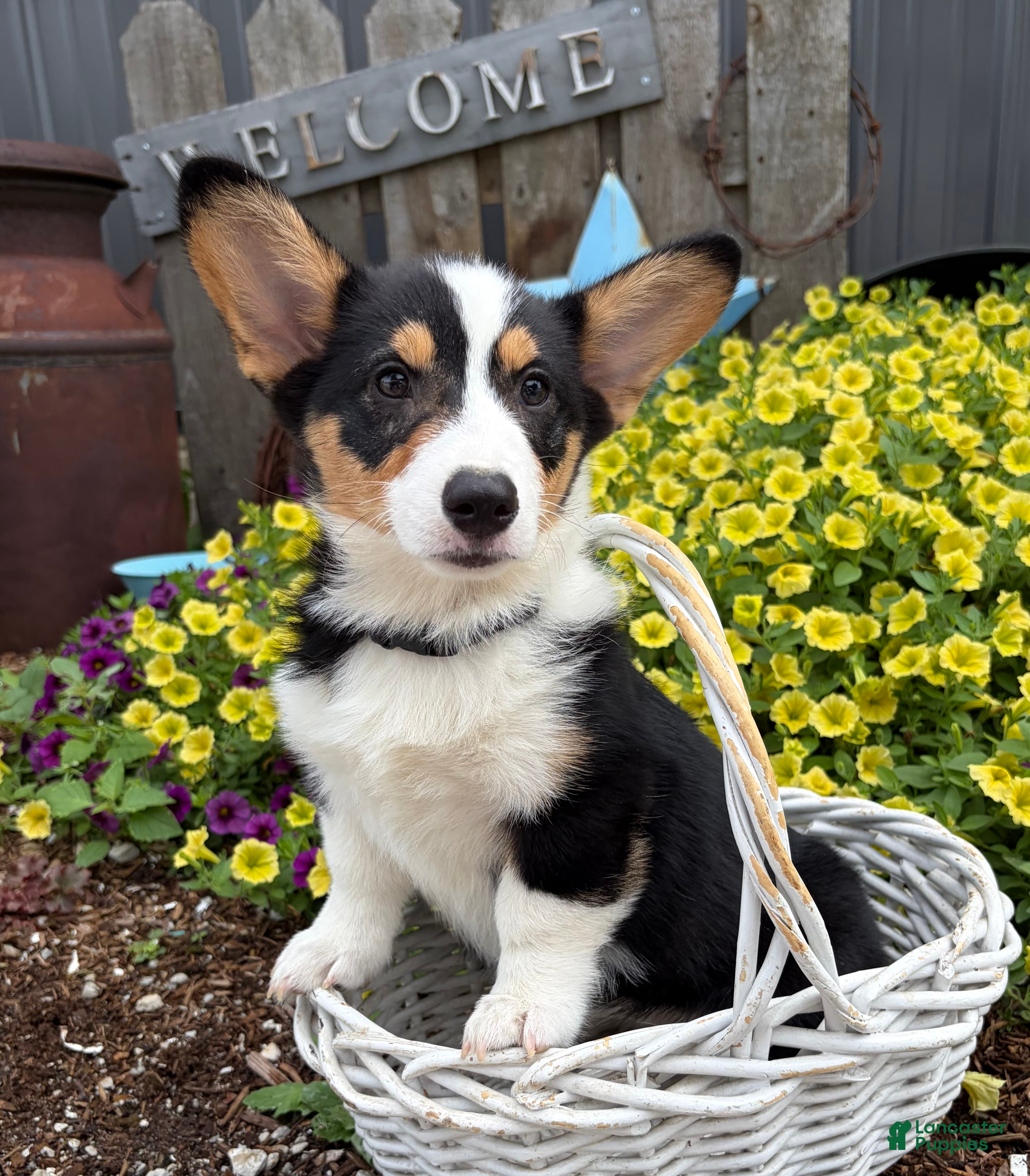 Welsh Corgi Pembroke dogs Nora - Ad 2