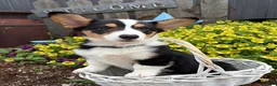 Welsh Corgi Pembroke dogs for sale: Nora - Ad 2