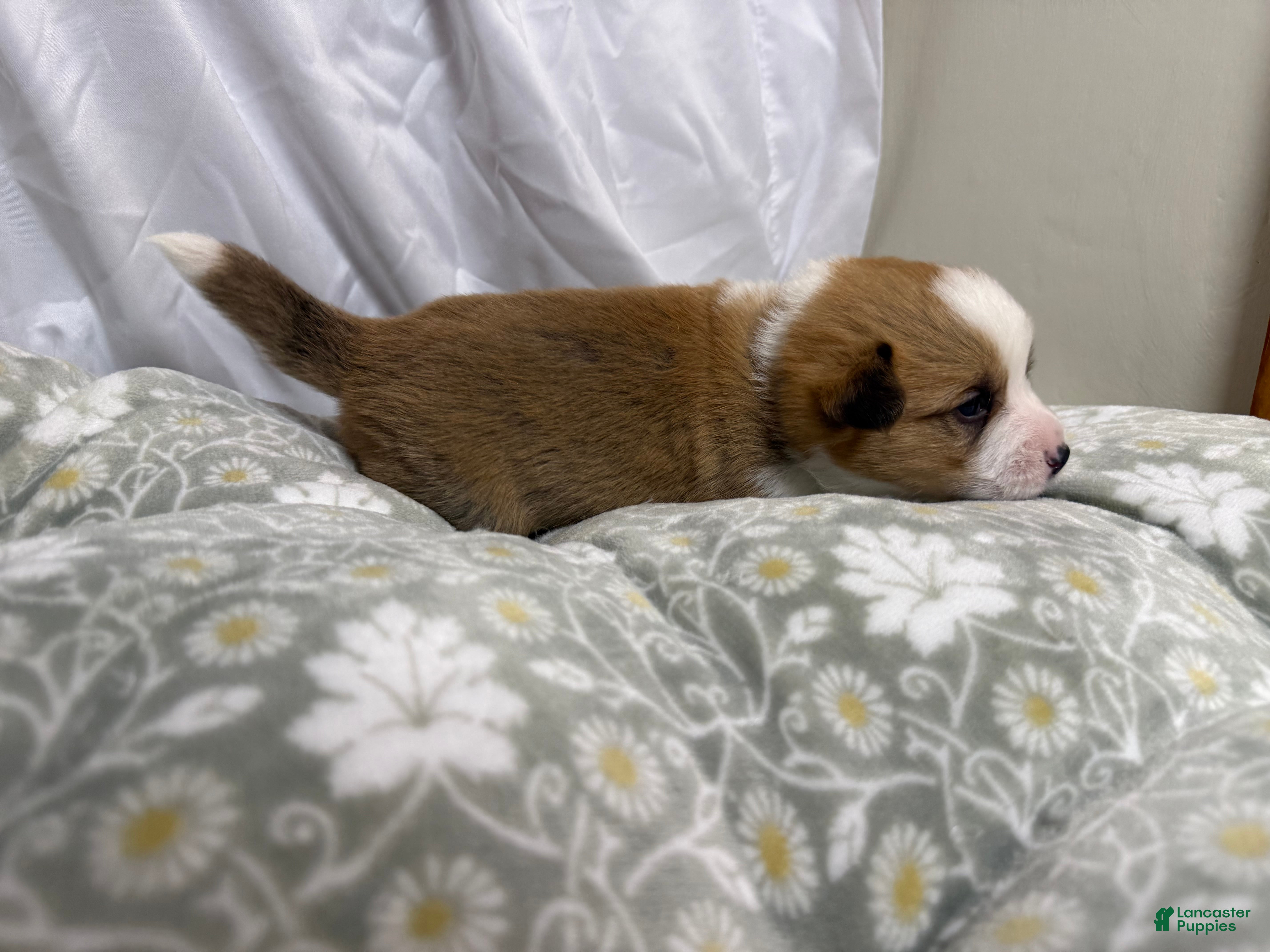 Welsh Corgi Pembroke dogs for sale: Good Friday 2M - Ad 4