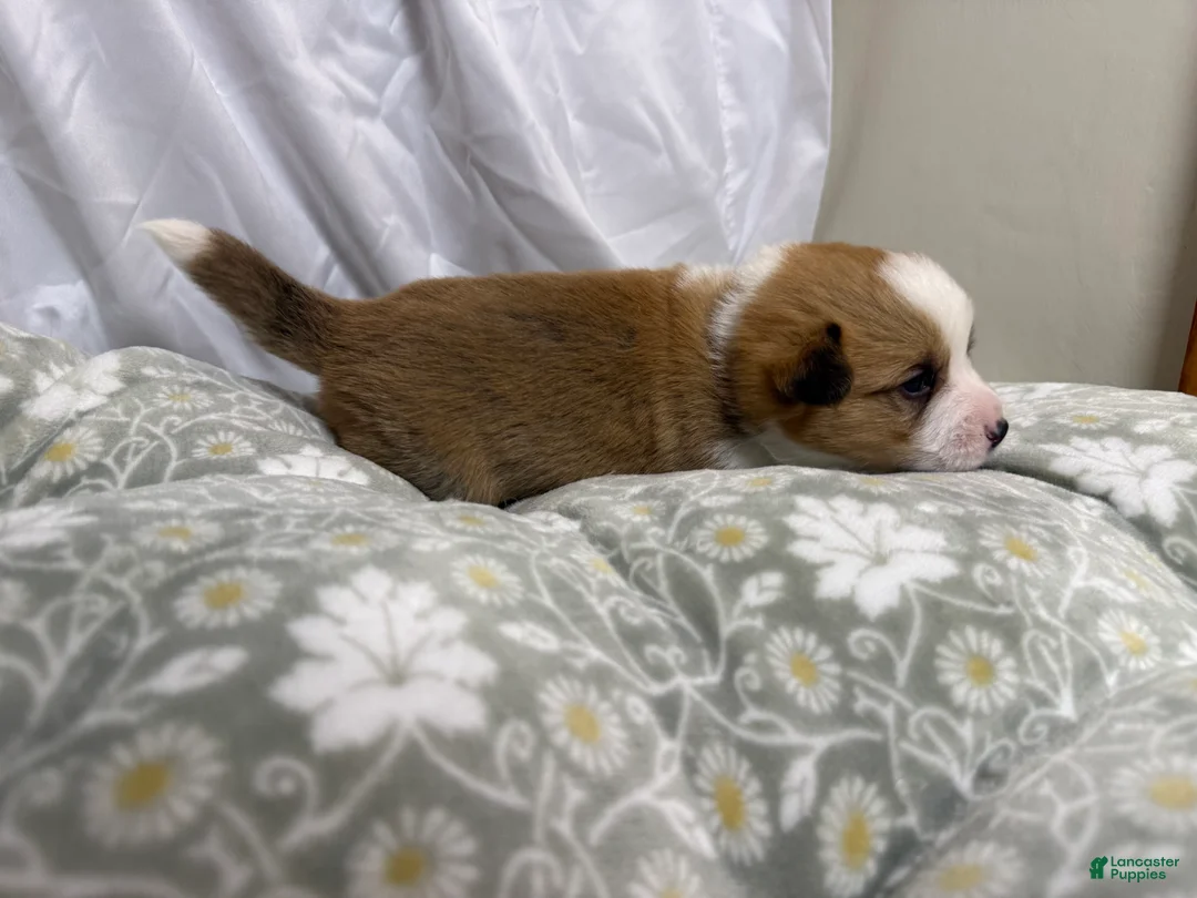 Welsh Corgi Pembroke dogs for sale: Good Friday 2M - Ad 1