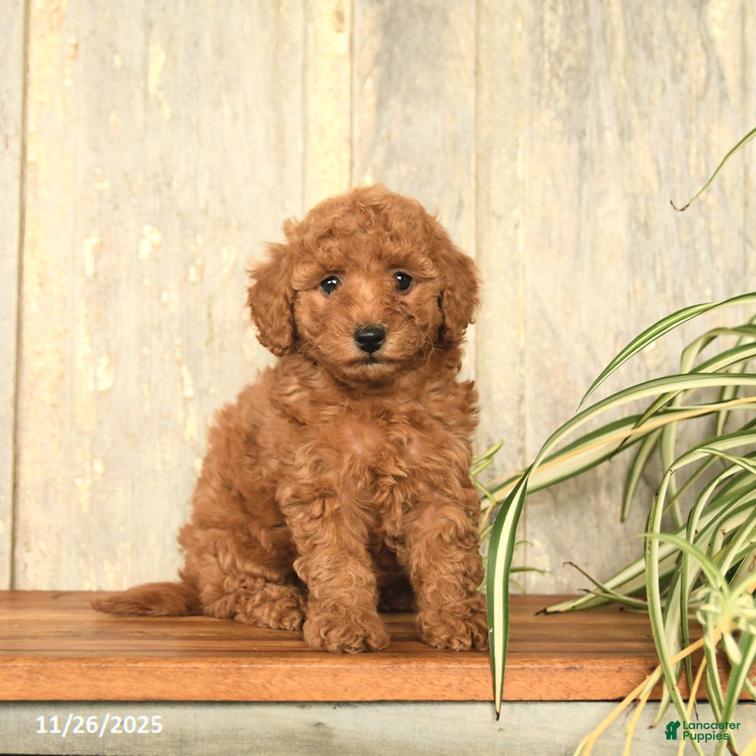 Maltipoo dogs for sale: Lilac - Ad 2