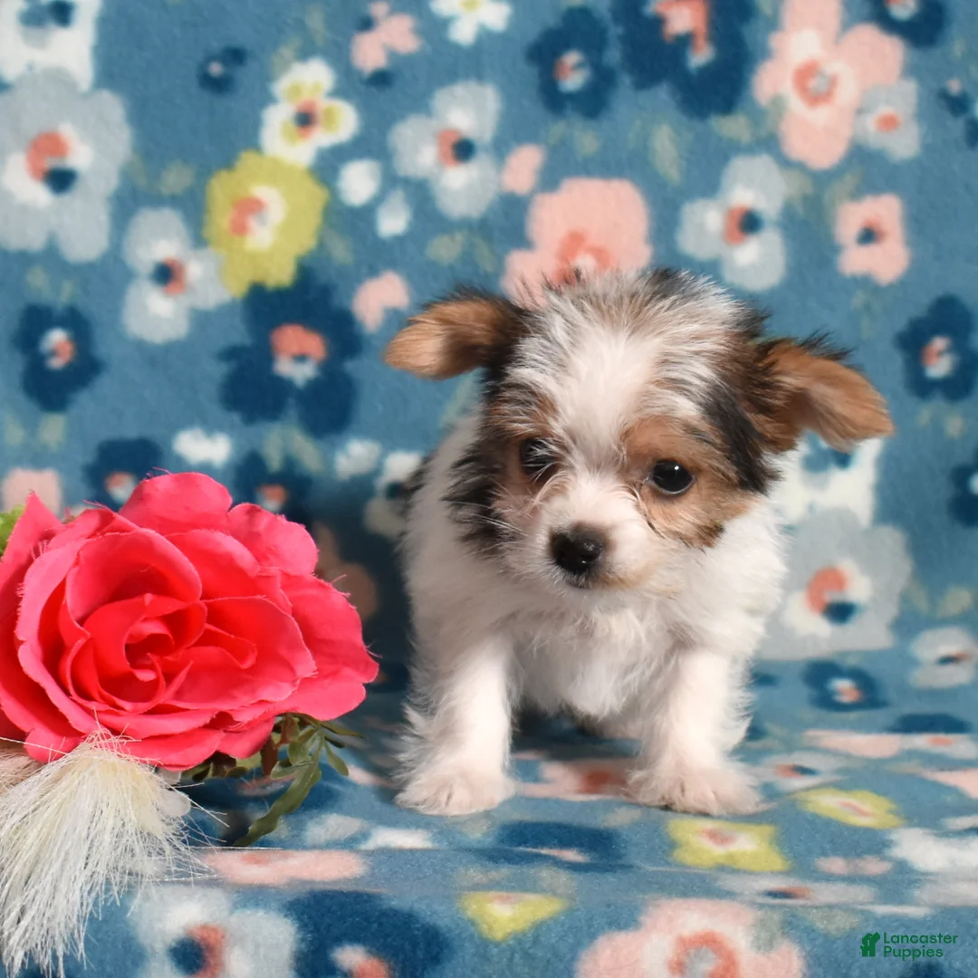 Yorkshire Terrier dogs for sale: Gracie  - Ad 6