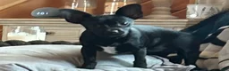 Chihuahua dogs for sale: Remi  - Ad 6