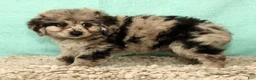 Mini Aussiedoodle dogs for sale: Moose - Ad 7