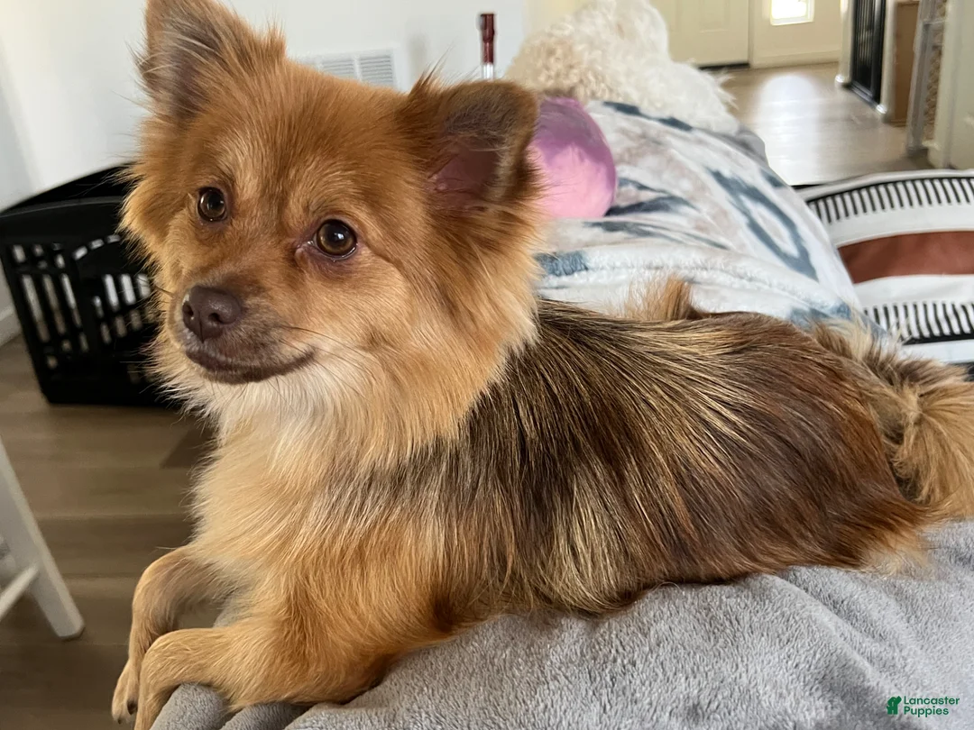 Mixed Breed dogs for sale: Mixed Breed Puppy 1 - Ad 2