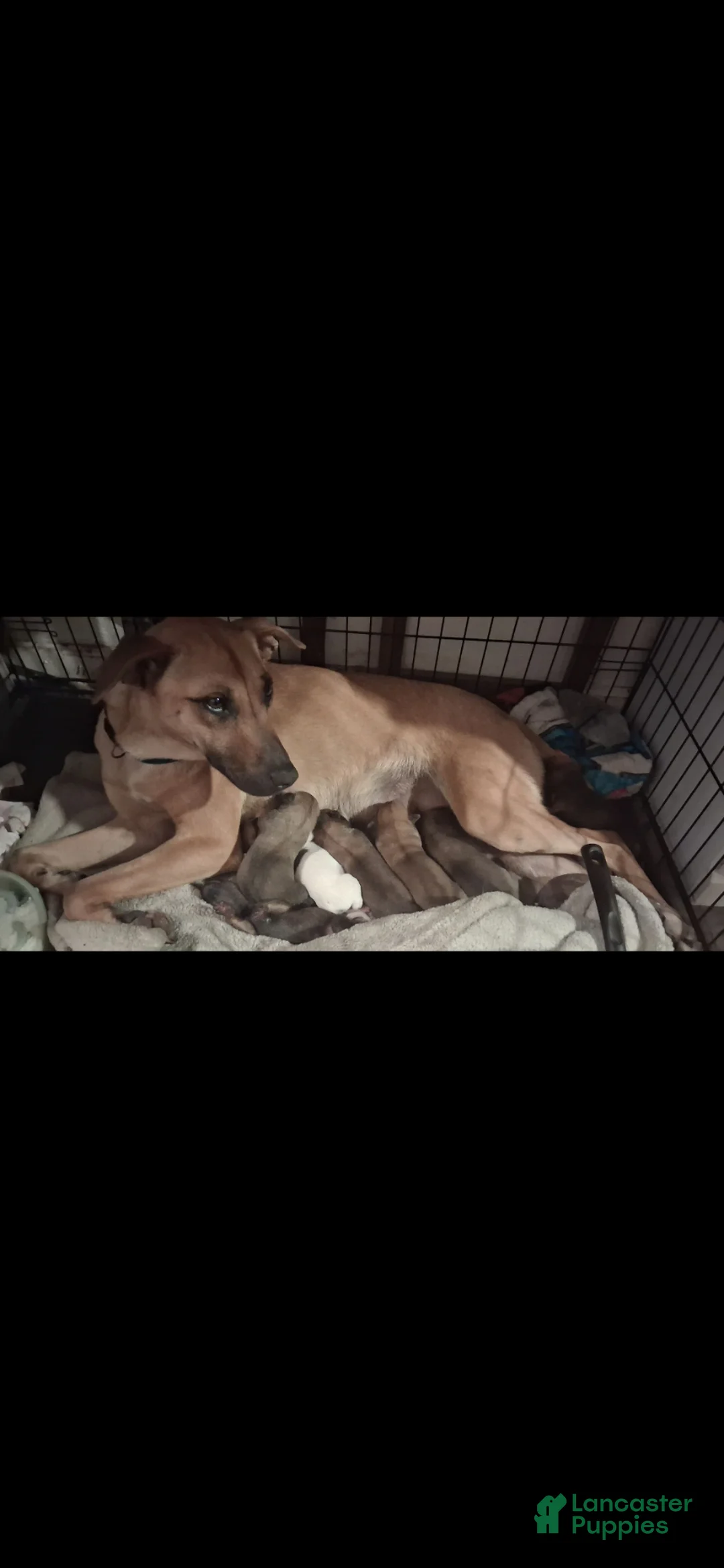 Mixed Breed dogs for sale: Koko - Ad 2