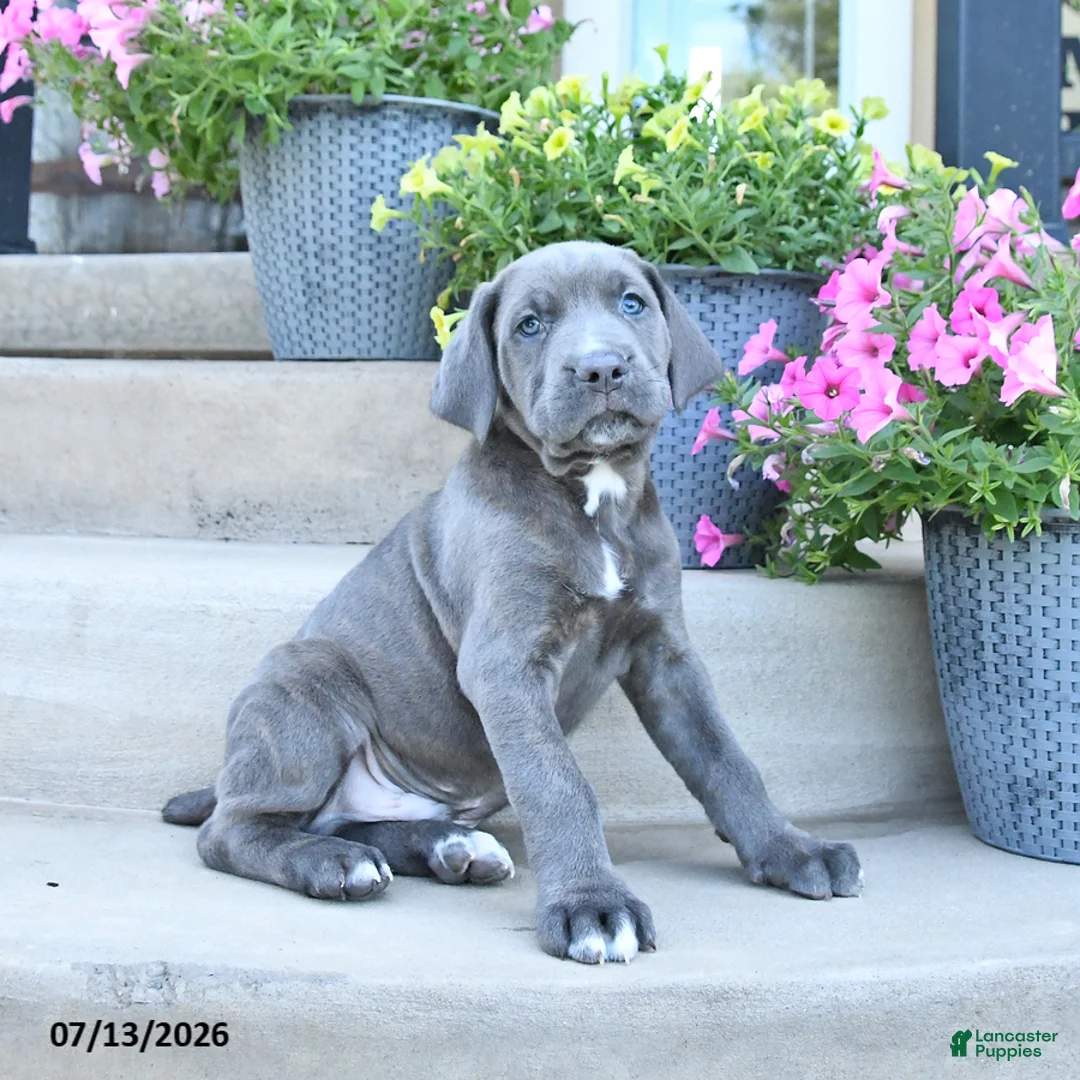 Cane Corso dogs for sale: Rocky - Ad 1